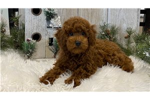 Drake - Poodle, Toy for sale