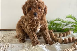Glenn - Toy Poodle for sale