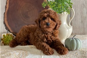 Omari - Poodle, Toy for sale
