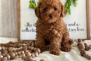 Leslie - Poodle, Toy for sale