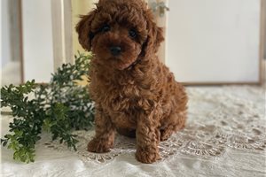 Erin - Poodle, Toy for sale