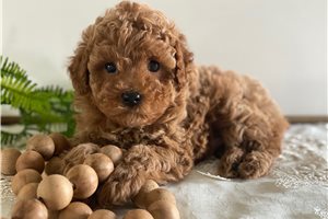 Grayson - Poodle, Toy for sale