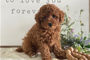 Everett - Toy Poodle for sale