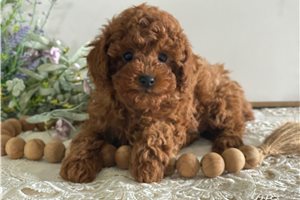 Esteban - puppy for sale