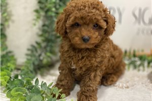 Maximillian - Toy Poodle for sale