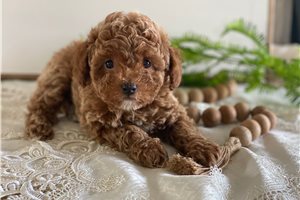 Glenn - Toy Poodle for sale