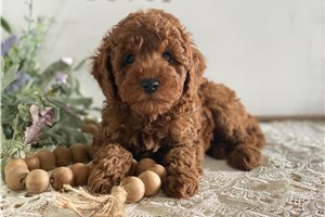 Emilio - puppy for sale