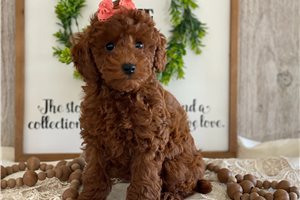 Lexi - Poodle, Toy for sale