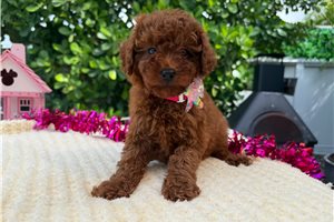 Raven - Poodle, Miniature for sale