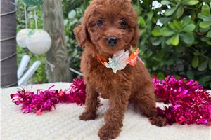 Rosie - Poodle, Miniature for sale