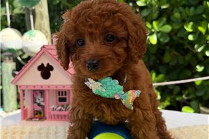 Rocco - Poodle, Miniature for sale
