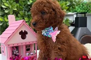 Ruby - Poodle, Miniature for sale
