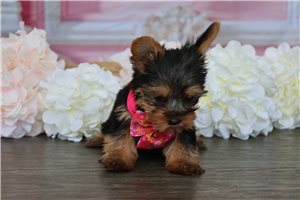 Oahu - Yorkshire Terrier - Yorkie for sale