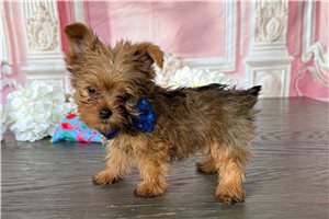 Waikiki - puppy for sale