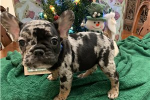 Anthony - puppy for sale
