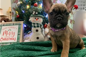 Angelina - puppy for sale