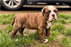 Chief - Olde English Bulldogge for sale