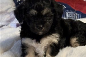 Rolf - Coton De Tulear for sale