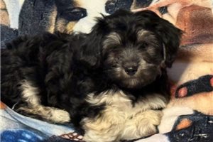 Rolf - Coton De Tulear for sale