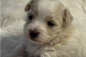 Oliver - Coton De Tulear for sale