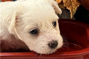 Bella - Coton De Tulear for sale