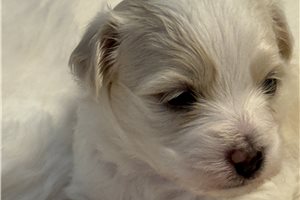 Oscar - Coton De Tulear for sale