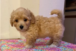 Princess - Coton De Tulear for sale