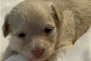 Owen - puppy for sale