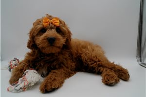 Gideon - Cavapoo for sale