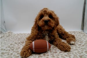 Gabriel - Cavapoo for sale