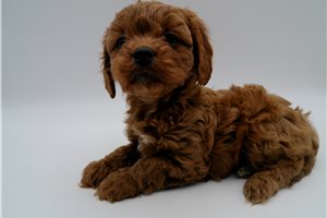 Gretchen - puppy for sale