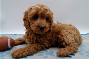 Gregory - puppy for sale
