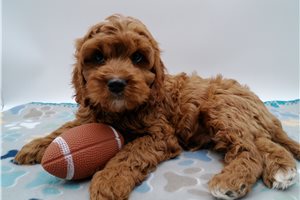 Garrett - Cavapoo for sale