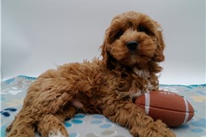 Gabriel - Cavapoo for sale