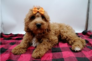Gabriel - Cavapoo for sale
