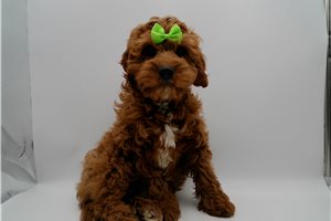 Garrett - Cavapoo for sale