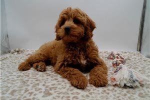 Gideon - Cavapoo for sale