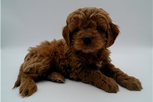 Garfield - puppy for sale