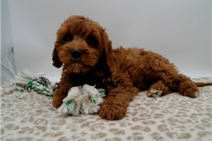 Garrett - Cavapoo for sale