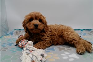 Gideon - Cavapoo for sale