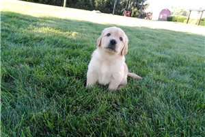 Holden - Golden Retriever for sale