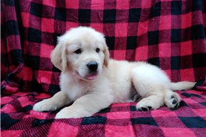Hamilton - Golden Retriever for sale