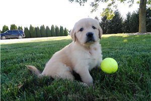 Holland - Golden Retriever for sale