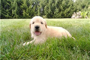 Hamilton - Golden Retriever for sale