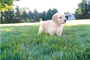 Horatio - Golden Retriever for sale
