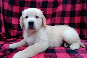 Horatio - Golden Retriever for sale