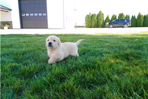 Hope - Golden Retriever for sale