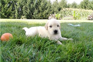 Heath - puppy for sale
