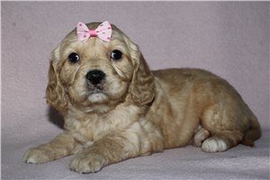 Emma - puppy for sale