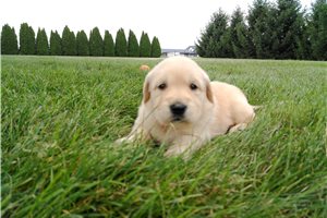 Holland - Golden Retriever for sale